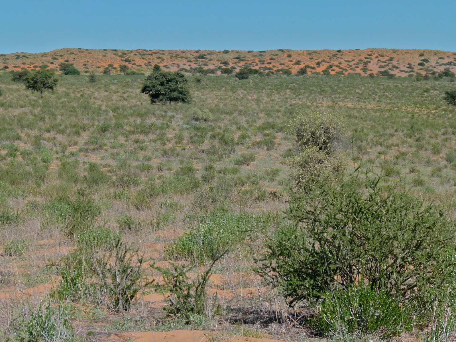 Vegetación y dunas junto al lecho del Auob, Kgalagadi sudafricano, fotografiadas por Bernard Dupont en 2012; contexto territorial de lenguas vivas.