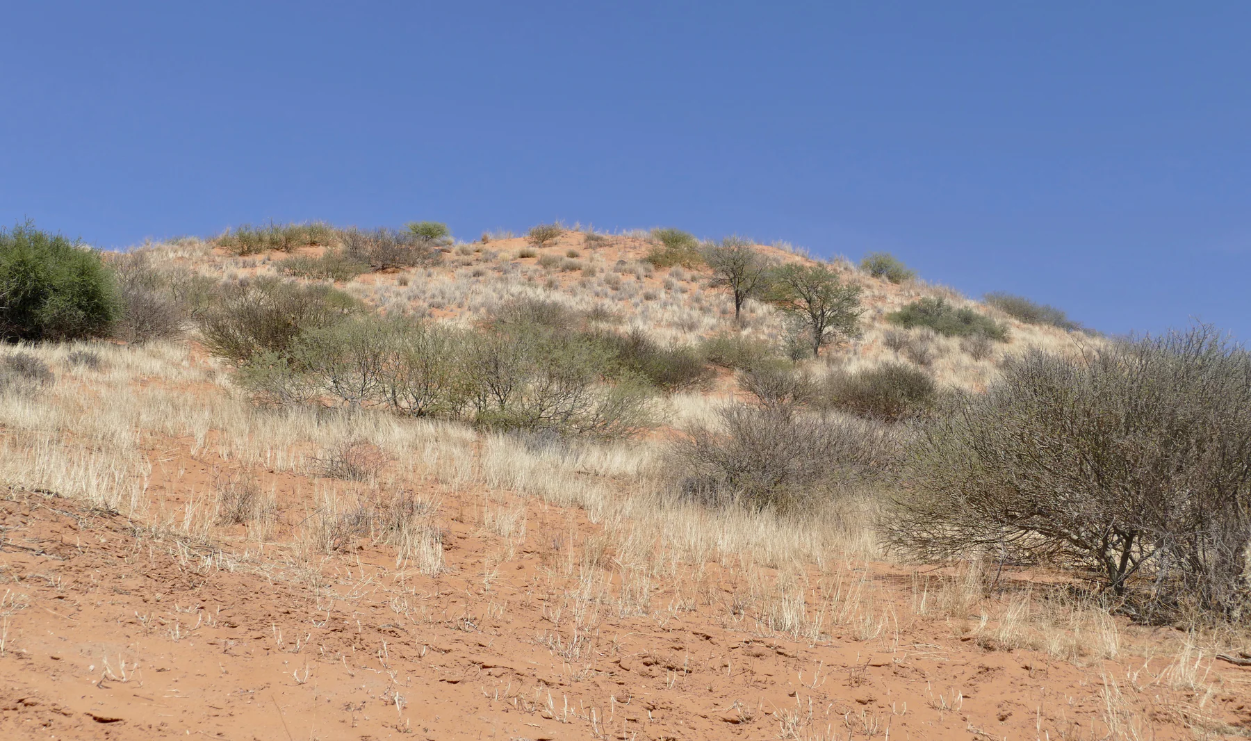 Duna roja con hierbas y arbustos al sur de Mata-Mata, junto al Auob en el Kgalagadi sudafricano; fotografía de Bernard Dupont de 2018 como contexto de un patrimonio vivo.