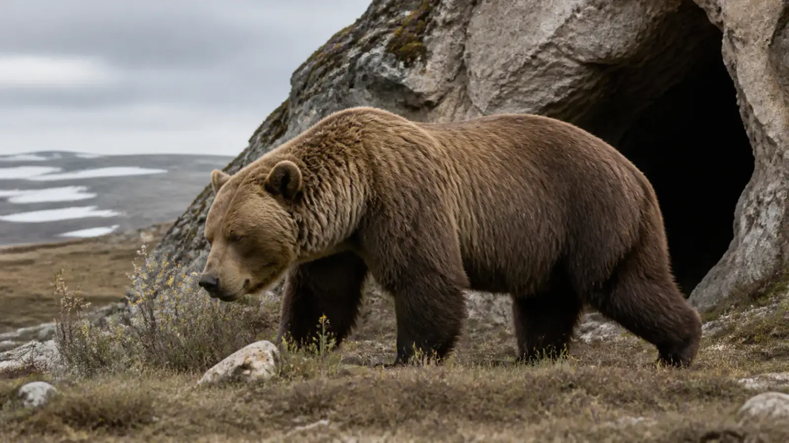 Imagen de Oso cavernario