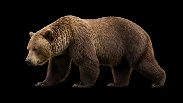 Recriação de um urso-das-cavernas de corpo inteiro sobre fundo preto.